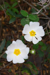 Cisto femmina (Cistus salvifolius) - fioritura
