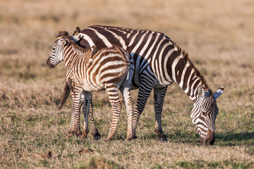 Fototapeta na wymiar African Zebra Baby and Mother on the dry brown savannah grasslands browsing