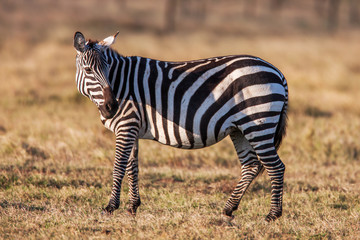 African plains zebra on the dry brown savannah grasslands browsing and grazing. 