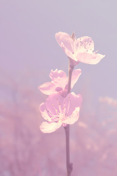 Springtime sakura blossoms. Toned image. Soft focus