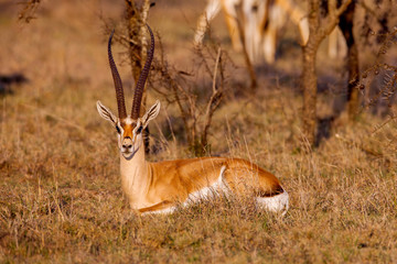 Portrait of a beautiful male impala ram, Africa.