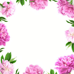 Frame from pink peony flower on white background with copy space