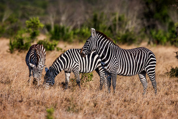 Fototapeta na wymiar Zebra's in africa walking on the savannah, Africa