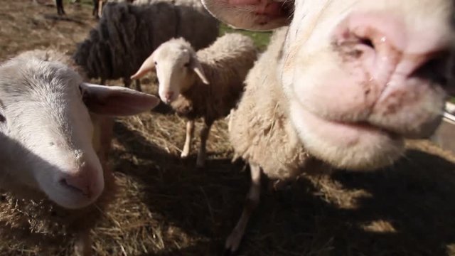 Two sympathetic sheeps watching and smelling the camera