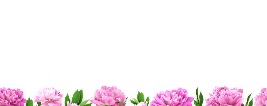 Frame from pink peony flower on white background with copy space