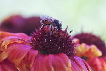 A Honey Bee on a Blanket Flower