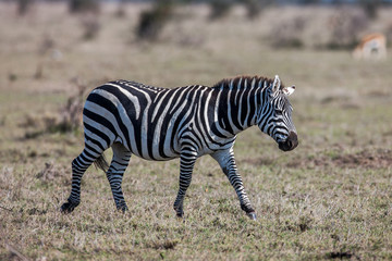 African plains zebra on the dry brown savannah grasslands browsing and grazing. 