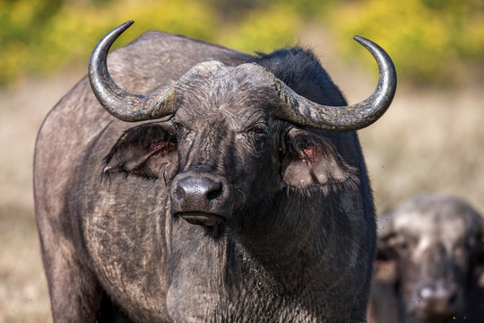 African buffalo cow (Syncerus caffer) portrait, Africa