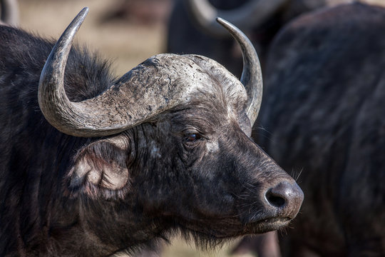 Profile african buffalo cow (Syncerus caffer) portrait, Africa