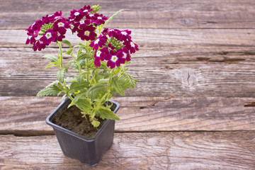 Verbena,verbenas or vervains in pot on wooden background