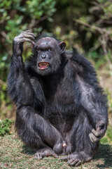 Portrait of a Common Chimpanzee in the wild, Africa.