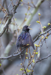 Common Starling