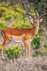Portrait of a beautiful male impala ram, Africa.