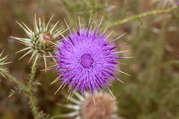 Purple Thistle