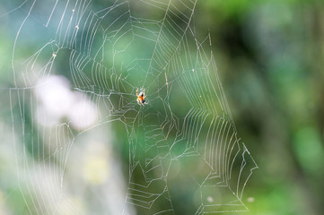 spider is netting