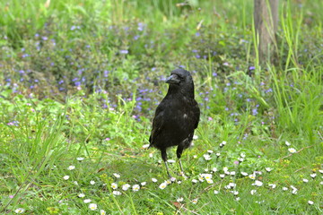 Corneille dans l'herbe, printemps