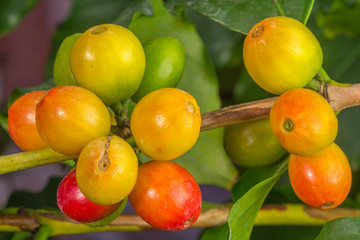 cerises de café
