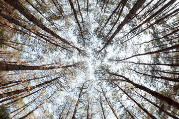 pine trees from below