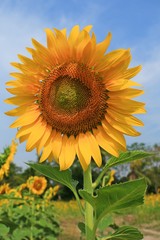 The Yellow Sunflower Garden in Thailand on Sunny day