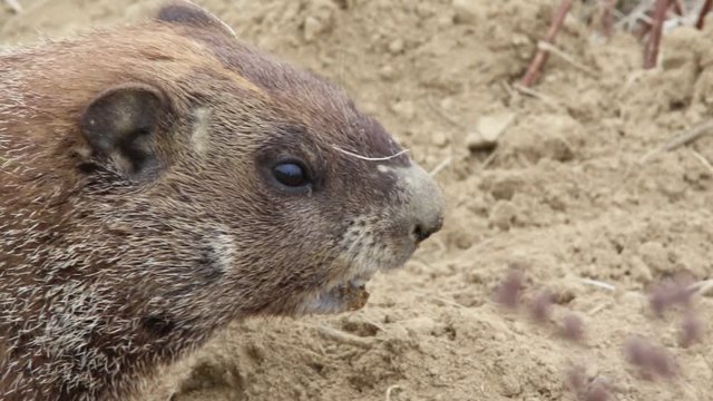 Marmotte