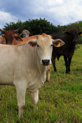 Naklejka na ściany i meble brazilian cows on a pasture