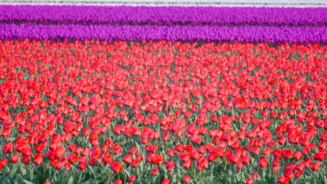 Tulip flowers in a field of red Tulips  shaking in the wind on a spring day.