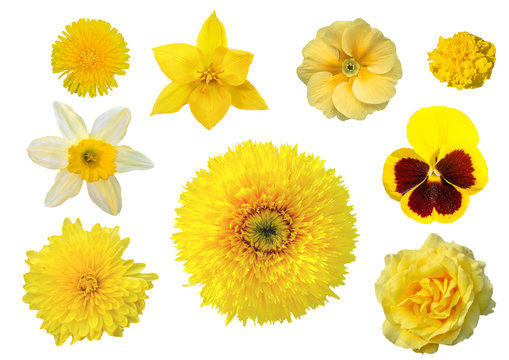 Fototapeta Collection of yellow flowers isolated on white background