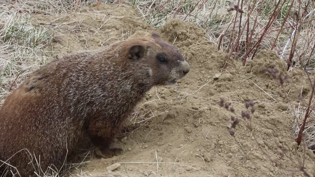 Marmotte
