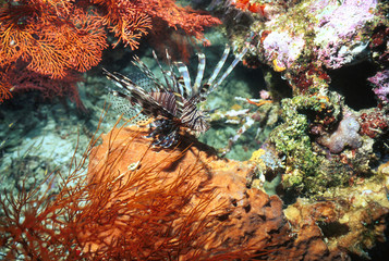 ハナミノカサゴ