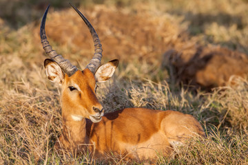 Portrait of a beautiful male impala ram, Africa.
