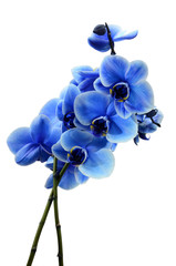 Fototapeta na wymiar Orchid blue flower