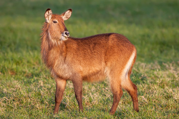 Waterbuck  African Wildlife Background Nature Portrait of Life. Close up