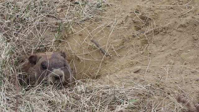 Marmotte