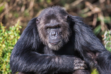 Portrait of a Common Chimpanzee in the wild, Africa.