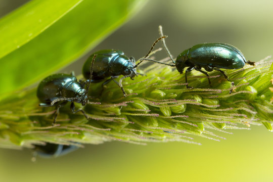 Macro Photo 3 Shiny Flea Beetles