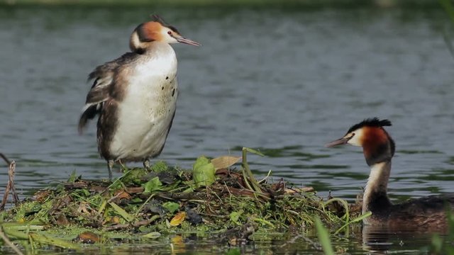 Great crested grebe (Podiceps cristatus) pair, signaling a nest change.