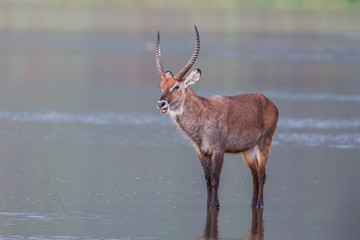 Obraz premium Male Waterbuck next to a waterhole in Africa