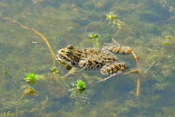 Crapaud dans l'eau