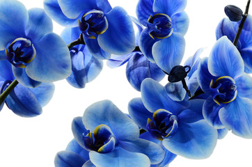 Panele Szklane Podświetlane  Niebieski kwiat orchidei