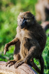 Chacma baboon (Papio cynocephalus ursinus), Kruger National Park, South Africa.