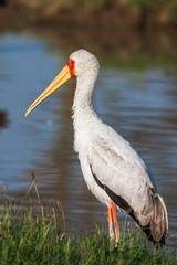 African Spoonbill Stork Wild Bird Background from Africa. 