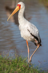 African Spoonbill Stork Wild Bird Background from Africa. 