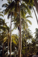 Jeune grimpant au cocotier