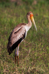 Close up of a yellow billed stork, large bird native to Africa 