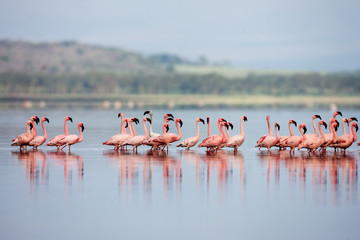 The Lesser flamingo, which is the main attraction for tourists  - obrazy, fototapety, plakaty
