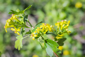 Currant bush blooms in the garden, yellow flowers