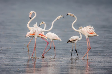 The Lesser flamingo, which is the main attraction for tourists at Lake Nakuru
