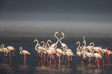Fototapeta premium The Lesser flamingo, which is the main attraction for tourists at Lake Nakuru