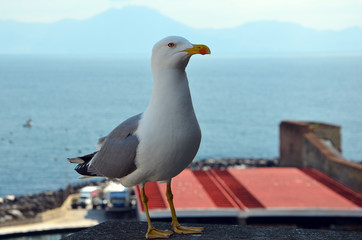 seagull bird sitting with sea background photo