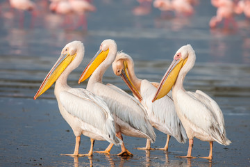 Great White Pelican (Pelecanus onocrotalus) resting, sleeping, preening, 